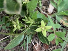 Pygmaeothamnus