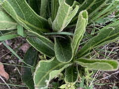 Pygmaeothamnus