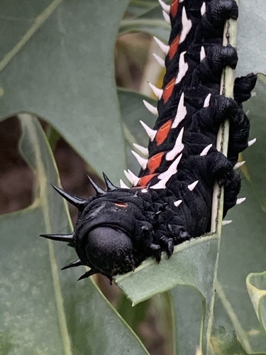 Cabbage Tree Emperor