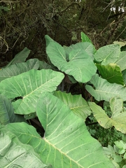 Xanthosoma violaceum