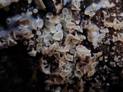 Lachnum brevipilosum