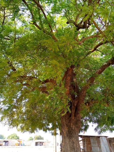 Neem