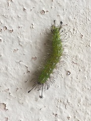 Lepidoptera