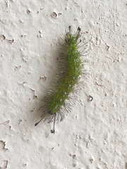 Lepidoptera