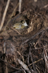 Phylloscopus tenellipes