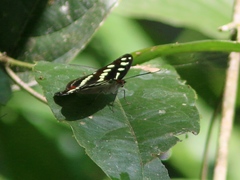 Catonephele nyctimus