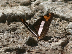 Adelpha malea