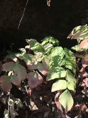 Adiantum macrophyllum