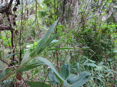 Lecomtella madagascariensis image