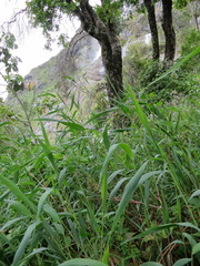 Lecomtella madagascariensis image