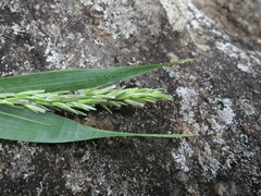 Lecomtella madagascariensis image