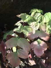 Adiantum macrophyllum