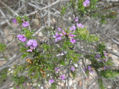Muraltia rhamnoides