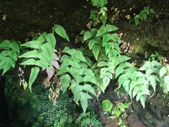Adiantum macrophyllum