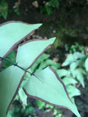 Adiantum macrophyllum