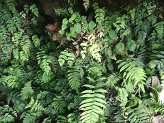 Adiantum macrophyllum