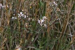 Tripolium pannonicum