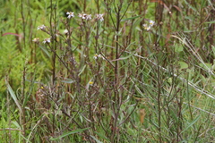 Tripolium pannonicum