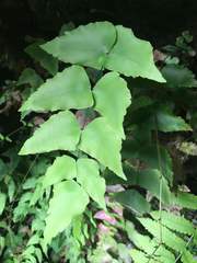 Adiantum macrophyllum