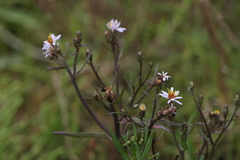Tripolium pannonicum