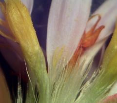 Tripolium pannonicum