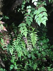 Adiantum macrophyllum
