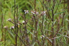 Tripolium pannonicum