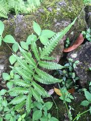 Goniopteris tetragona