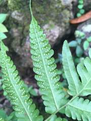 Goniopteris tetragona