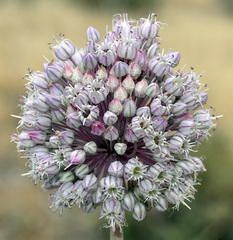 Allium ampeloprasum
