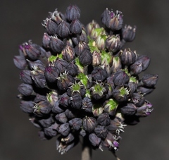 Allium melananthum