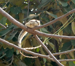 Funambulus pennantii