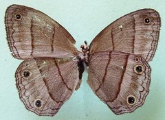 Cissia pompilia