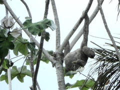 Bradypus variegatus tapajoensis