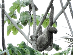 Bradypus variegatus tapajoensis