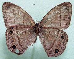 Cissia pompilia