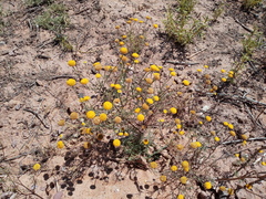 Oncosiphon grandiflorus