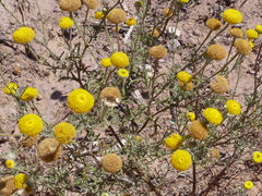 Oncosiphon grandiflorus