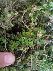 Clinopodium nubigenum