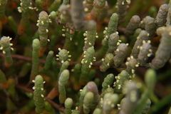 Salicornia perennis