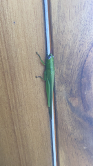 Stenacris vitreipennis