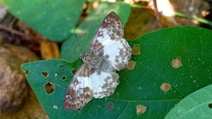 Polyctor