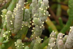 Salicornia perennis
