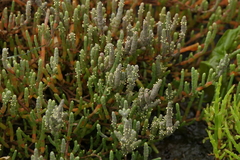 Salicornia perennis