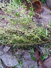 Lepidium ruderale