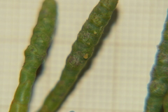 Salicornia perennis