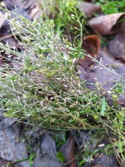 Lepidium ruderale