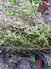 Lepidium ruderale