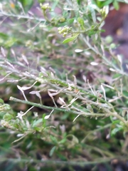 Lepidium ruderale