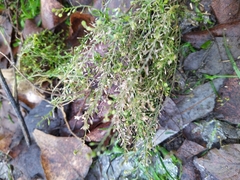 Lepidium ruderale